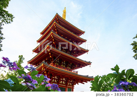 高幡不動尊 五重塔と紫陽花 高幡不動尊 五重塔と紫陽花 38360702