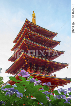 高幡不動尊 五重塔と紫陽花 高幡不動尊 五重塔と紫陽花 38360703