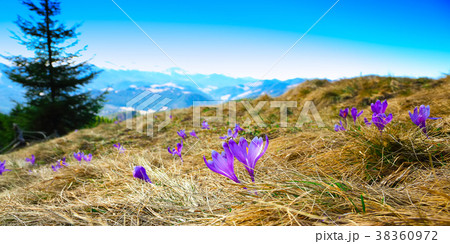 Spring mountain landscape with violet crocuses Spring mountain landscape with violet crocuses 38360972