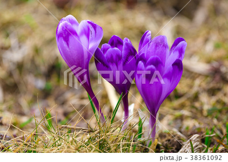 Purple crocus flowers in snow awakening in spring Purple crocus flowers in snow awakening in spring 38361092