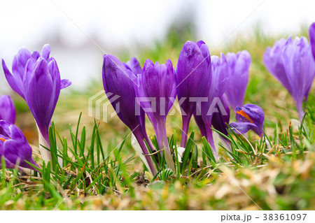 Purple crocus flowers in snow awakening in spring Purple crocus flowers in snow awakening in spring 38361097