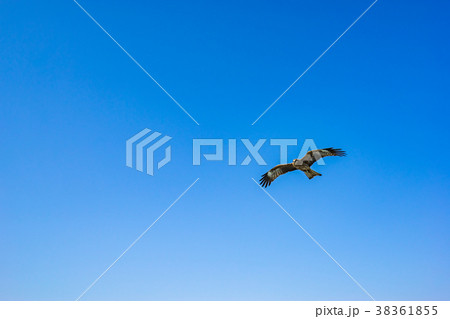 【神奈川県】鳥 38361855