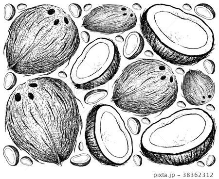 Hand Drawn Background of Fresh Coconut Fruits Hand Drawn Background of Fresh Coconut Fruits 38362312