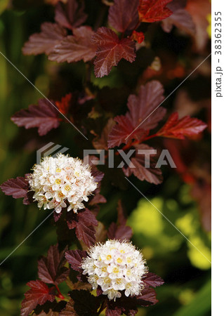 アメリカテマリシモツケ アメリカテマリシモツケ 38362355