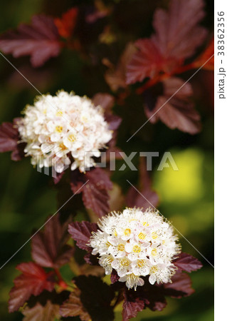 アメリカテマリシモツケ 38362356