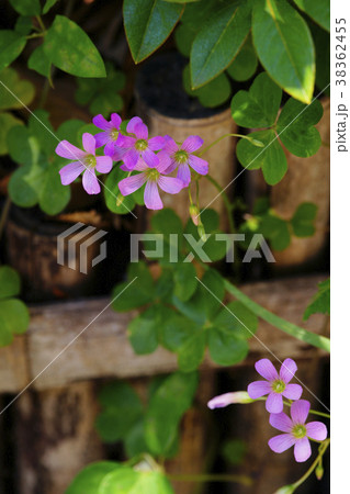 ムラサキカタバミ ムラサキカタバミ 38362455