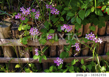 ムラサキカタバミ ムラサキカタバミ 38362456