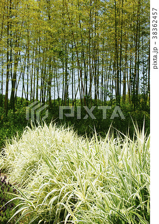 新緑 新緑 38362457