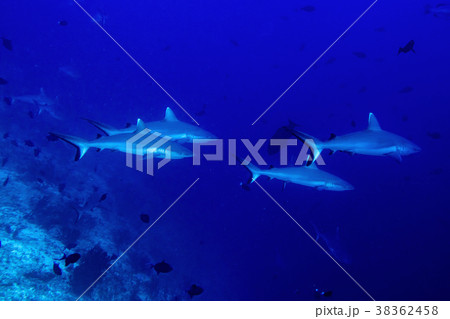 Grey shark ready to attack underwater Grey shark ready to attack underwater 38362458