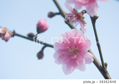 杏の花 アンズの花 あんずの花 38362848