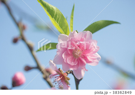 杏の花 アンズの花 あんずの花 38362849