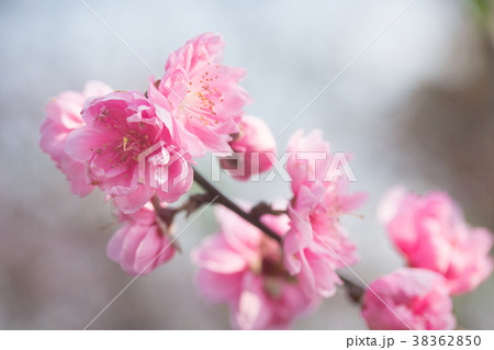 杏の花 アンズの花 あんずの花 38362850