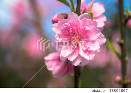 杏の花 アンズの花 あんずの花 38362867