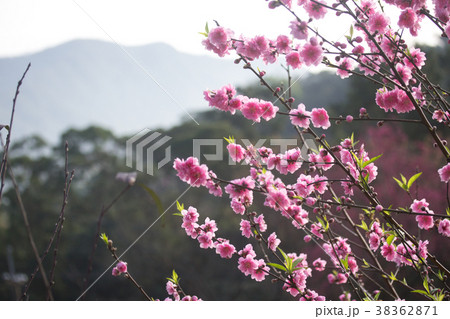 杏の花 アンズの花 あんずの花 38362871