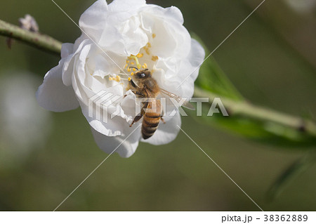 杏の花 アンズの花 あんずの花 38362889