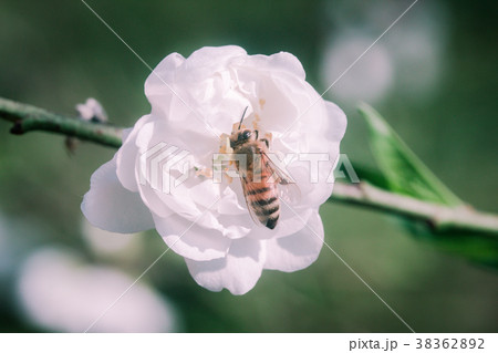 杏の花 アンズの花 あんずの花 38362892