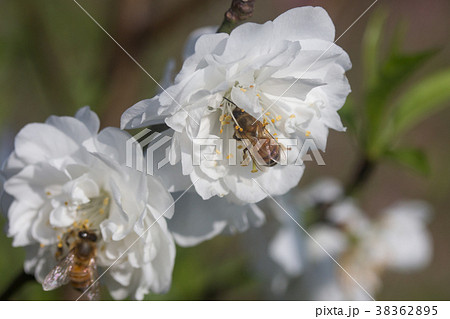 杏の花 アンズの花 あんずの花 38362895
