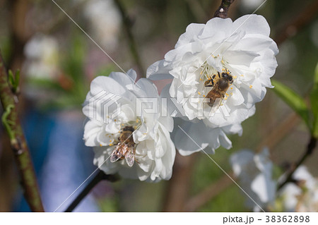 杏の花 アンズの花 あんずの花 38362898