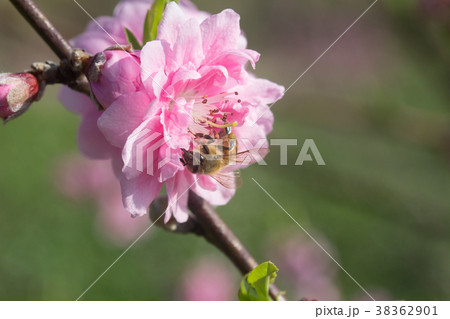 杏の花 アンズの花 あんずの花 38362901