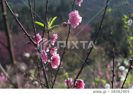 杏の花 アンズの花 あんずの花 38362905