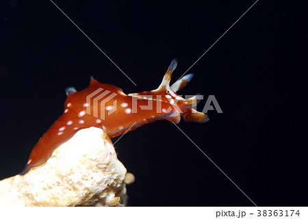 アメフラシ アメフラシ 38363174