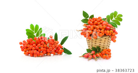 berries of red mountain ash and dog rose 38363723