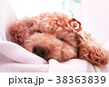 髪飾りと犬 38363839