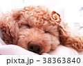 髪飾りと犬 38363840