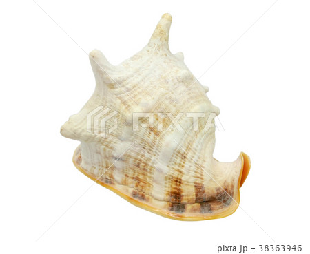 Isolated seashell decoration on white background 38363946