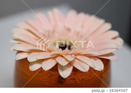 ガーベラ 38364507