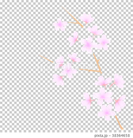 佐倉例證分支和花在盛開白色 38364658