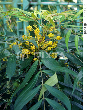 ナリヒラヒイラギナンテンの花の写真素材