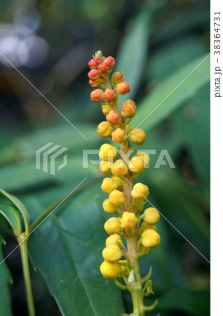 ナリヒラヒイラギナンテンの花 38364731