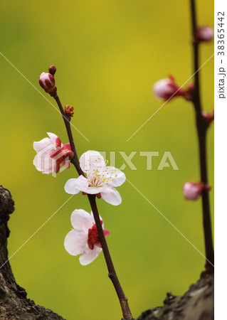 梅と菜の花 38365442
