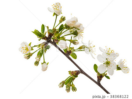 branch with cherry flowers 38368122