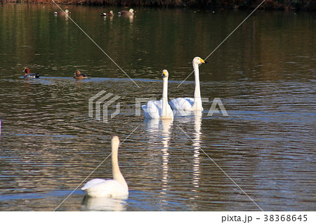3羽の白鳥 38368645