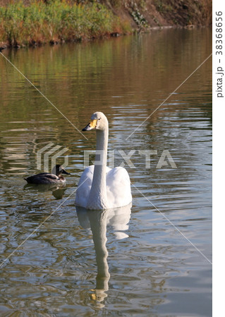 カモと白鳥 カモと白鳥 38368656