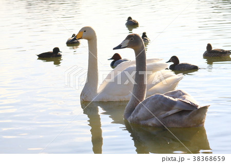 白鳥の親子とカモ 白鳥の親子とカモ 38368659