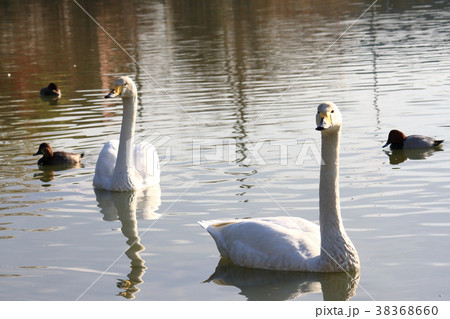 ２羽の白鳥とカモ 38368660