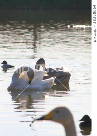 白鳥２羽で羽繕い 38368664