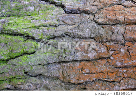 Bark of old tree with green and red moss. Bark of old tree with green and red moss. 38369617