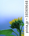 ヒマワリ つぼみ 38369648
