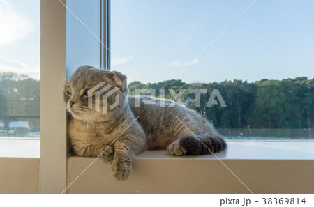 窓際の猫 38369814