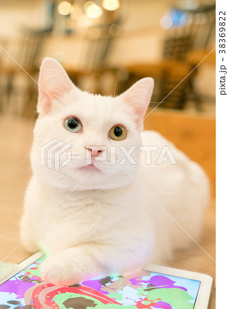 うわの空の猫 うわの空の猫 38369822