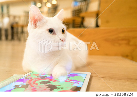 上の空の猫 38369824