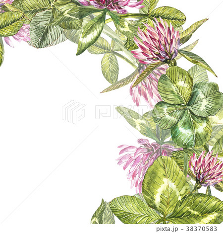 Hand-drawn watercolor red clover flower 38370583