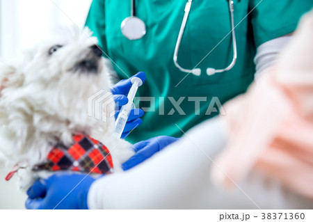 Unrecognizable vet makes an injection to a dog 38371360