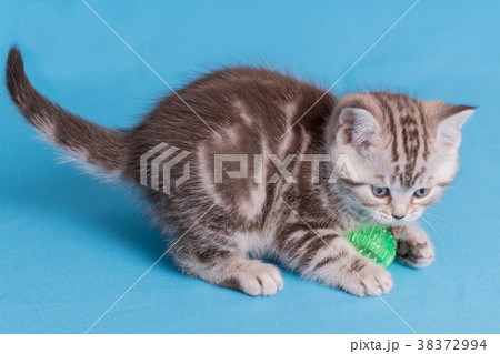 Cute baby British kitten with stubby tail jumping 38372994