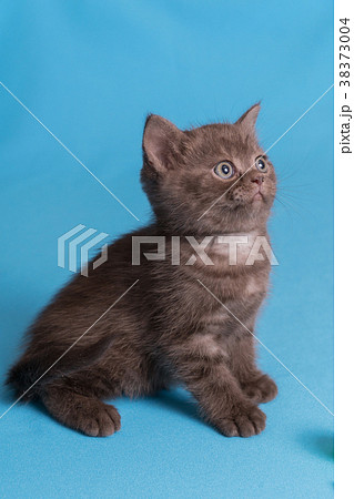 Cute baby British kitten with stubby tail jumping 38373004