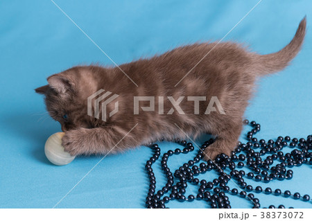 Cute baby British kitten with stubby tail jumping Cute baby British kitten with stubby tail jumping 38373072